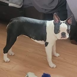 Boston Terrier Puppies from Big Sky Bostons