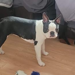 Boston Terrier Puppies from Big Sky Bostons