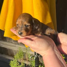 Shaded red dapple - Dapple male Dachshund puppy in Santa Rosa, California from Signature Mini Dachshunds