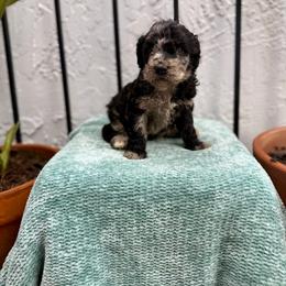 Current - Merle male Goldendoodle puppy in Atlantic Beach, Florida from Glamorous Golden Doodles