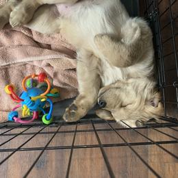 Goldendoodle and Golden Retriever Puppies from Mason Farm Goldens