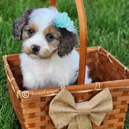 Merle girl - Merle female Cavapoo puppy in Ossian, Indiana from Sharices Cavapoos