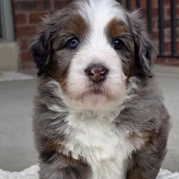 Vitelotte - Blue merle female Bernedoodle puppy in Hooper, Utah from Saltwater Doodles