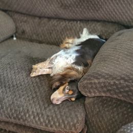 Indy - Dachshund