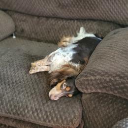 Indy - Dachshund