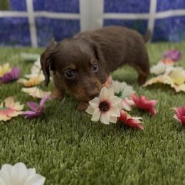 Chocolate and Tan Longhair Male - Chocolate and tan male Dachshund puppy in Killeen, Texas from Southern Dachshunds