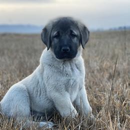 Anatolian Shepherd Dog Puppies from Wild Rooster Family Farm – AKC Anatolian Shepherd Breeder, OFA Health Tested