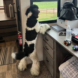 Poodles from Scarlett Rose Ranch Poodles