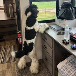 Poodles from Scarlett Rose Ranch Poodles