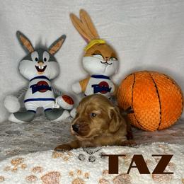 Taz - Cream male Dachshund puppy in Monitor, Washington from Shannon Dolly’s Dachshunds