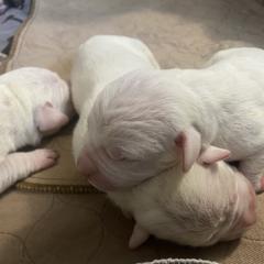 Male 2 - White male Dogo Argentino puppy in Winter Haven, Florida from Wayward’s Dogos and Spellbound Greyhounds