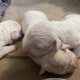 Male 2 - White male Dogo Argentino puppy in Winter Haven, Florida from Wayward’s Dogos and Spellbound Greyhounds
