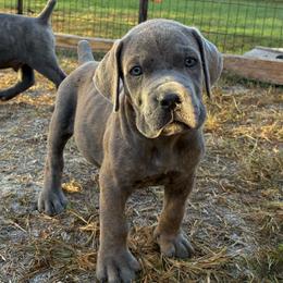 Boy 4 - Gray male Cane Corso puppy in Sienna, Texas from Robinson Elite Corsos
