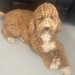 Sasha - Goldendoodle