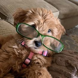 Goldendoodle Puppies from Jessie’s Doodles