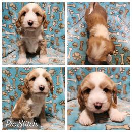 Funshine Bear - Gold and white male Tibetan Terrier puppy in Lane County, Oregon from Zara Tibetan Terriers