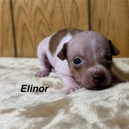 Elinor - White and chocolate female American Hairless Terrier puppy in Buckingham, Illinois from Gaus Hof