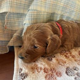 Caramel - Caramel red female Labradoodle puppy in Montrose, Colorado from Ithilien Labradoodles
