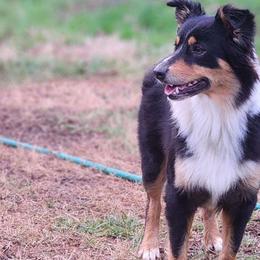 Scotia - Australian Shepherd
