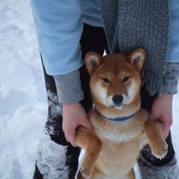 Shiba Inu All Grown Up from Aria Show Dogs