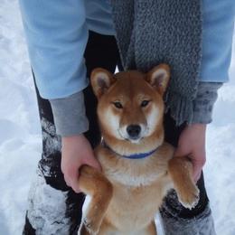 Shiba Inu All Grown Up from Aria Show Dogs