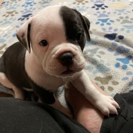 Olde English Bulldogge Puppies from Gods Of Olympus Bulldogges