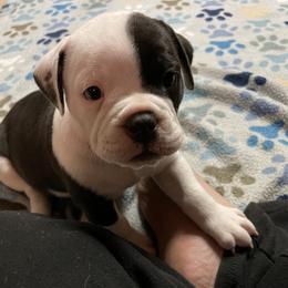 Olde English Bulldogge Puppies from Gods Of Olympus Bulldogges