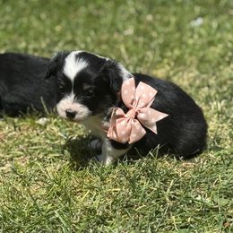 Girl2 - Black and tan female Corgipoo puppy in Junction, Utah from Sugar Doodles