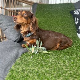Almond - Dachshund