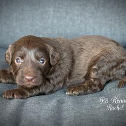 Rachel - Red phantom female Aussiedoodle puppy in Ivanhoe, Virginia from P3 Kennel