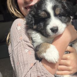 Toy Australian Shepherds from Kagarice Family