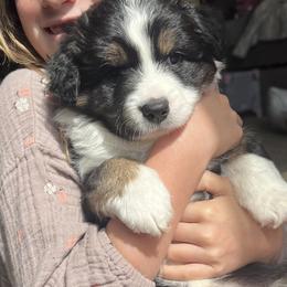 Toy Australian Shepherds from Kagarice Family