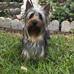 Trail - Silver black and tan male Silky Terrier puppy in Trenton, Florida from Pawsibility Silky Terriers