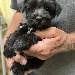 Border Collie and Miniature Schnauzer Puppies from Circle R Sidney