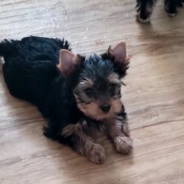 Yorkshire Terrier Puppies from Cantlon Yorkshire Terriers