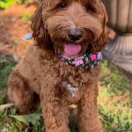 Penny - Australian Labradoodle