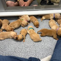 Green - Yellow male Labrador Retriever puppy in Derby, Kansas from Wheatland Retrievers