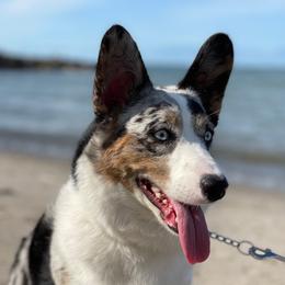 Groot - Cardigan Welsh Corgi