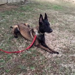 Belgian Malinois All Grown Up from Mally’s Malinois