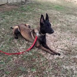 Belgian Malinois All Grown Up from Mally’s Malinois