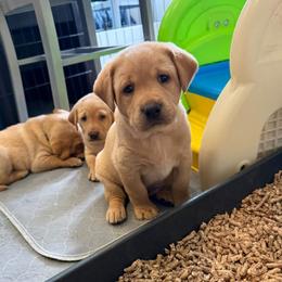 Red Collar - Yellow male Labrador Retriever puppy in Dover Plains, New York from Clearmountain Retrievers
