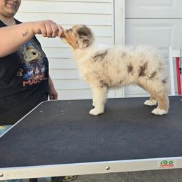 Australian Shepherd Puppies from Starlit Grove Australian Shepherds