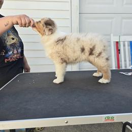 Australian Shepherd Puppies from Starlit Grove Australian Shepherds