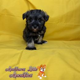 CLARA - Wheaten female Miniature Schnauzer puppy in Pisgah, Alabama from Mashburns Little Munchkins