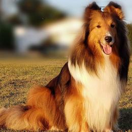 Shetland Sheepdog All Grown Up from Jammin' Shelties