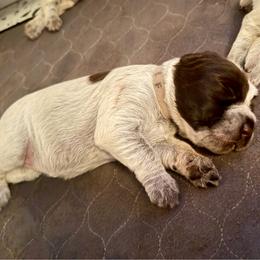 Ranger - Brown and gray male Wirehaired Pointing Griffon puppy in California from Rocking S Griffons