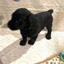 Giant Schnauzer and Poodle Puppies from Mississippi Poodles, Doodles and Giants