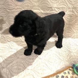 Giant Schnauzer and Poodle Puppies from Mississippi Poodles, Doodles and Giants