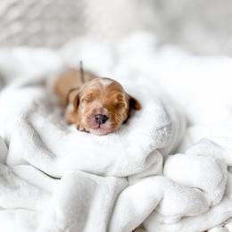 Aston - Red  male Goldendoodle puppy in Springville, Utah from Happy Doodle