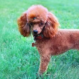 Poodles from Divine Poodles